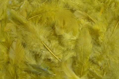 Pierze naturalne barwione oliwkowy 7-12cm 10g | HM0003_398 Pierze naturalne barwione oliwkowy 7-12cm 10g | HM0003_398
